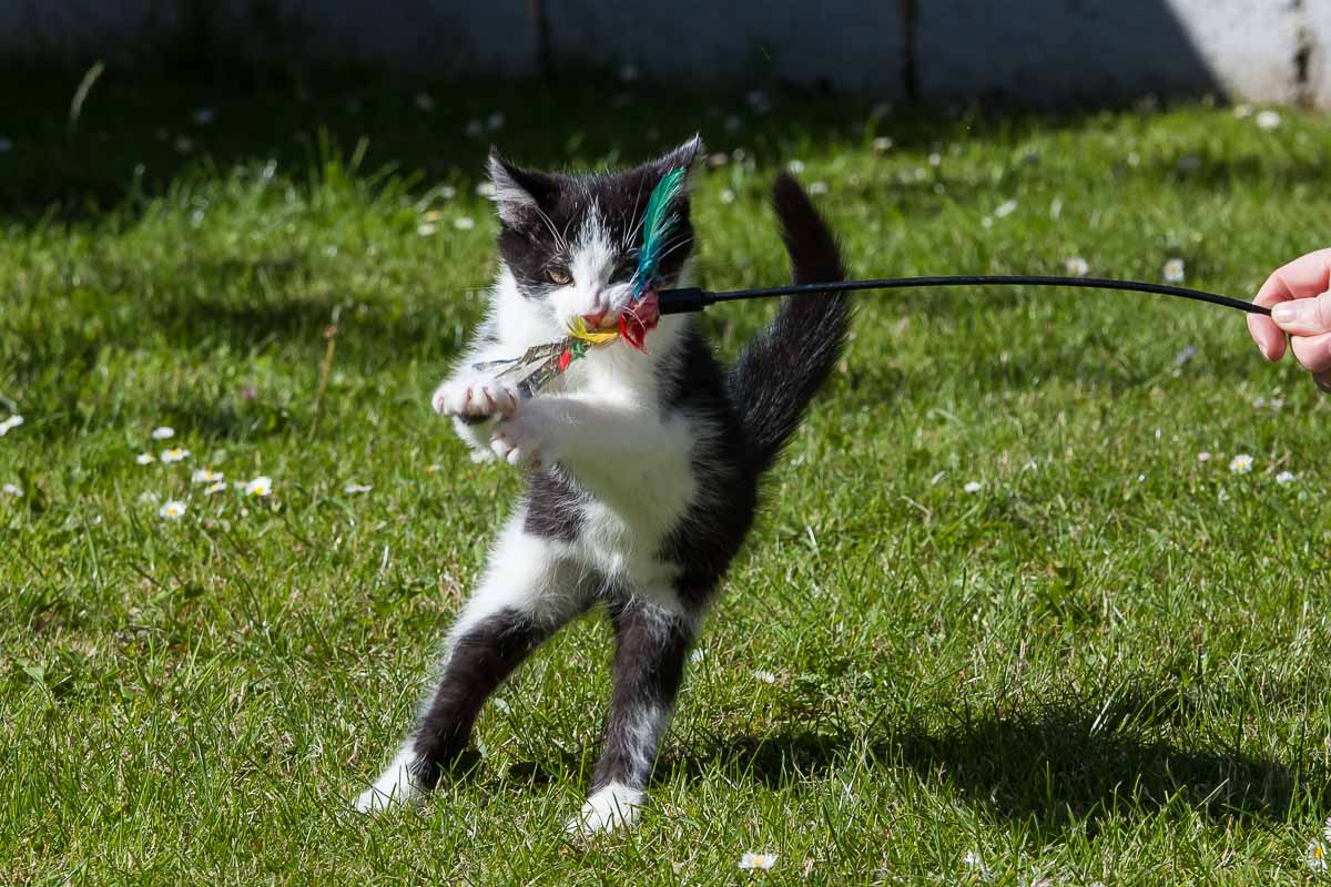 Galway Cat Rescue Charity Shoot